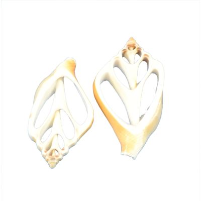 36 Dog Conch Center Cut Shell 2-2.25" (Set of 36)