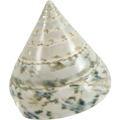 10 Green Trochus-Polished Shells 2-3" (Set of 10)