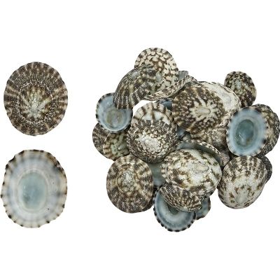 Green Limpets Shells Bag .375-1.25" (Approx .25 Kilo - 500 pcs)