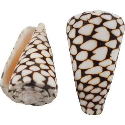 6 Marble Cone Shells 3-4" (Set of 6)