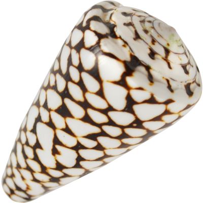 2 Polished Conus Marmoreus 4" and up (Set of 2)