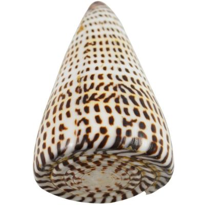 2 Conus Litteratus Polished 4-5" (Set of 2)