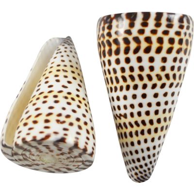 4 Conus Litteratus Shells 3-4" (Lettered Cone) (Set of 4)