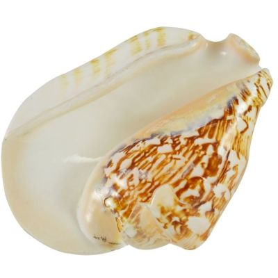 Broad Pacific Conch (Strombus Latissimus) Polished Decorative Shell 6" and up