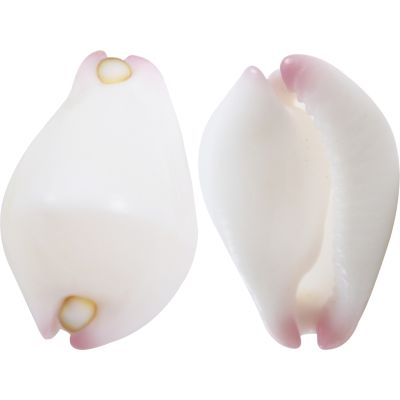 10 Vericosus Calprunis Shells 1-1.25" (Set of 10)