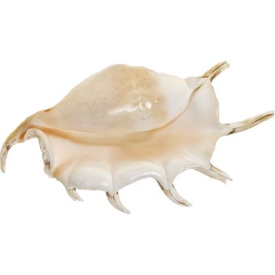 Spider Conch (Lambis Truncata) Decorative Shell 9-10"