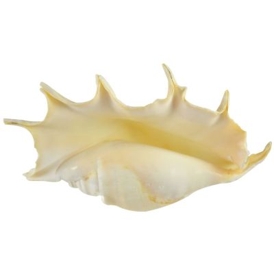 Spider Conch (Lambis Truncata) Decorative Shell 10-11"
