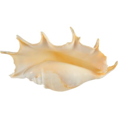 Spider Conch (Lambis Truncata) Polished Decorative Seashell 10"