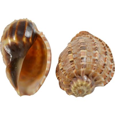 4 Harpa Major Shells 3-4" (Set of 4)