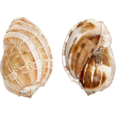 4 Harpa Major Shells 3-4" (Set of 4)