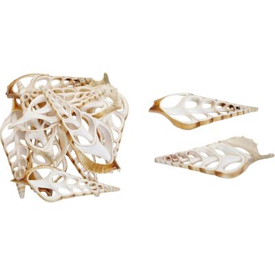 12 White Tibia Center Cut Craft Shells 4-5" (Set of 12)