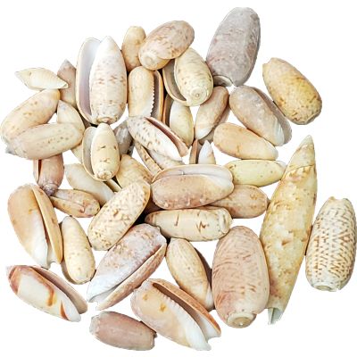 Olive Shells Bag .75-1.25" 1 Kilo