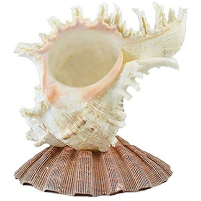 Murex with Lion Paw Base Night Light