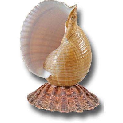 Tonna Shell on Lion's Paw Lamp