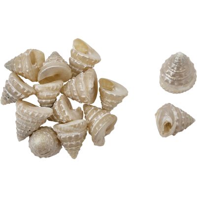 Actor Top Trochus Pearled Craft Shells Bag 1-1.25" 1 Kilo