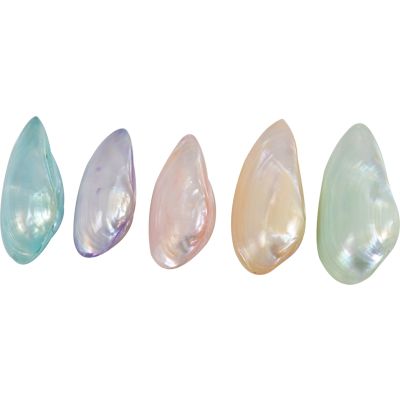 12 Minnow Pair Dyed Shells 1.5" (Set of 12)