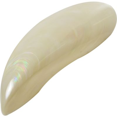 5 Banana Clam Pair Shells 4.75"-5" (Set of 5)