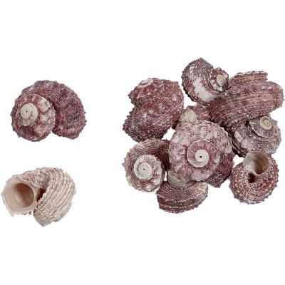 40 Pink Delphinula Angaria 1-2" (Set of 40)