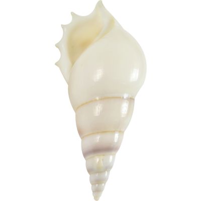 25 Tibia White Shells 3.25-4" (Set of 25)
