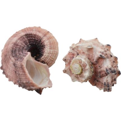 Delphinula Laciniata Craft Shells Bag 1.5-2" 1 Gallon