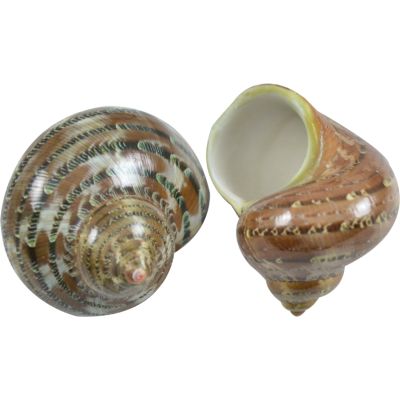 6 Tapestry Turban (Turbo Petholatus) Seashells 2-2.5" (Set of 6)