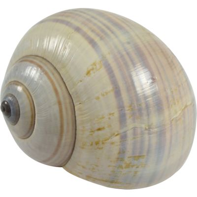 18 Land Snail Shells 2.5-3" (Set of 18)