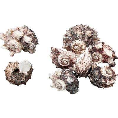 50 Angaria Delphinus Seashells 1.5-2" (Set of 50)