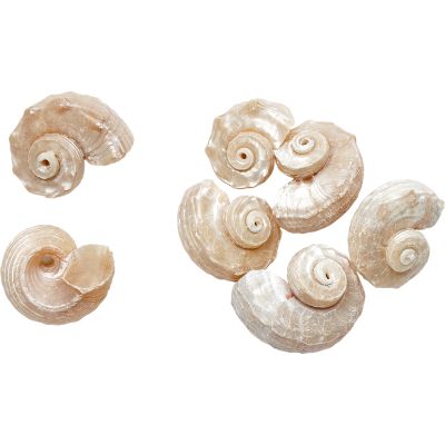 25 Angaria Delphinus Pearled Seashells 1.25-1.75" (Set of 25)