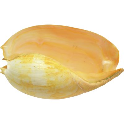 Heavy Baler (Melo Umbilicatus) Decorative Shell 12-13"