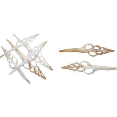 15 Spindles Center Cut Craft Shells 3"-4" (Set of 15)