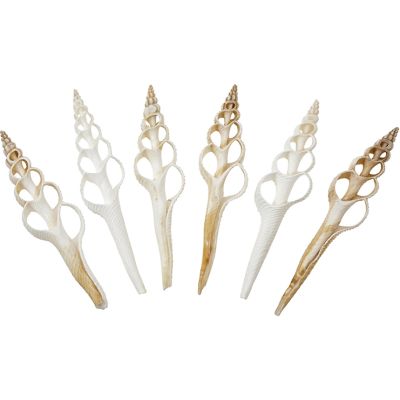 6 Spindles Center Cut Craft Shells 4"-5" (Set of 6)