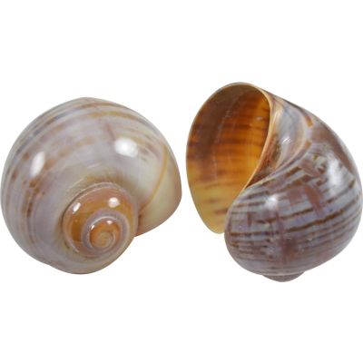 10 Cherry Land Snail Striped Shells 2.5-3" (Set of 10)