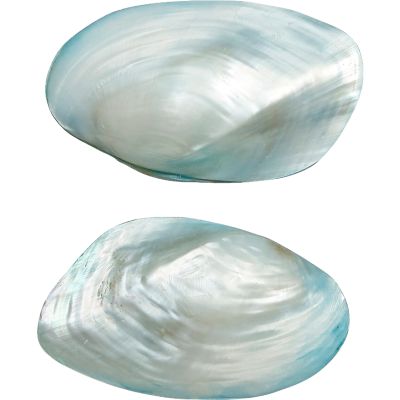 6 Dyed Blue Fresh Water Pearl (FWP) Clam Pair 3" and up (Set of 6)