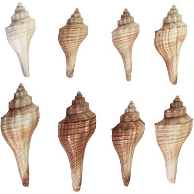 15 Ternate Crown Conch Shells 2-3" (Set of 15)