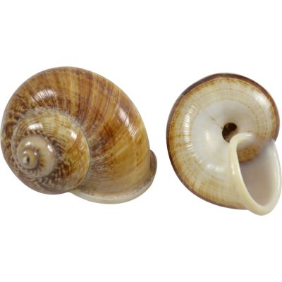 30 Brown Mountain Snail Shells 1" (Set of 30)