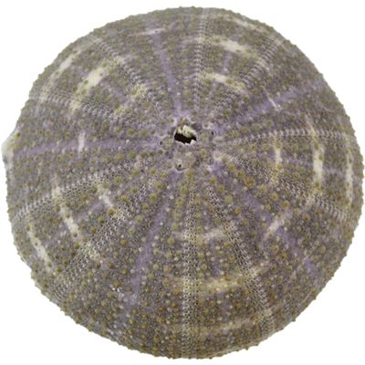 10 Alfonso Sea Urchins 3-4" (Set of 10)