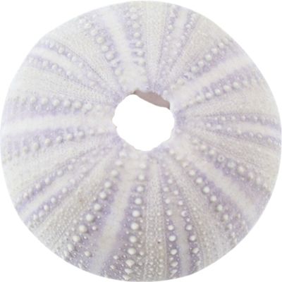 12 Purple Sea Urchins 1-2" (Set of 12)