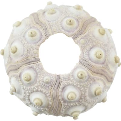 6 Sputnik Sea Urchins 2-2.5" (Set of 6)