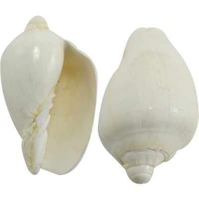 5 Voluta Nobilis White Seashells 3-4" (Set of 5)