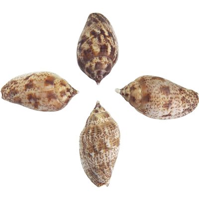 12 Brown Line Volute Shells 2.5-3" (Set of 12)
