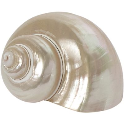 5 Turbo Petholatus Pearled Shells 2-2.5" (Set of 5)