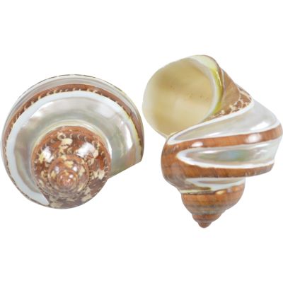 6 Tapestry Turban (Turbo Petholatus) Banded Seashells 2-2.5" (Set of 6)