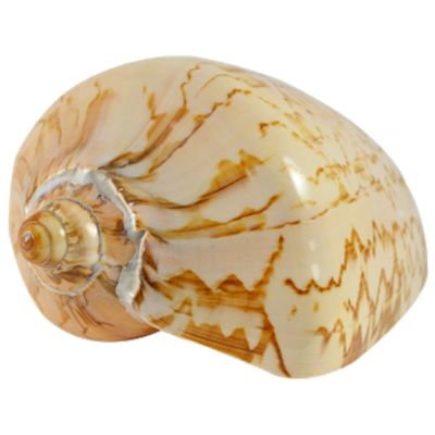 2 Voluta Nobilis Indo Polished Decorative Shells 4-5" (Set of 2)