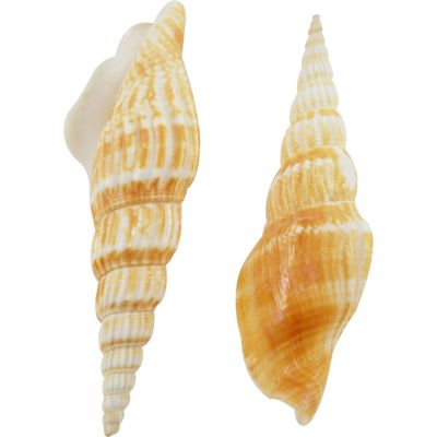 36 Strombus Vittatus Seashells 3-3.5" (Set of 36)