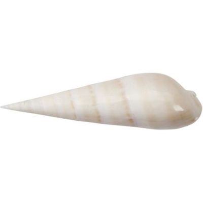 Terebra Maculata Flesh Polished Shell 5-7"