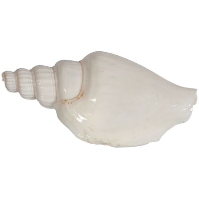 Strombus Vittatus White Shells Bag 2-2.5" 1 Gallon