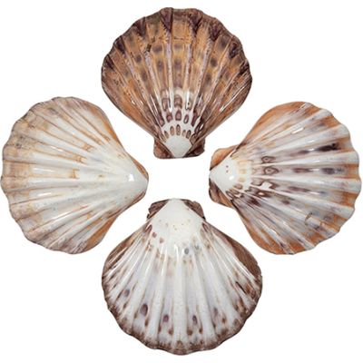 2 Lion's Paw Decorative Polished Shells 5-7" (Set of 2)