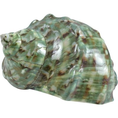 Great Green Turbo Marmoratus Polished Shells 4"