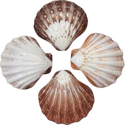 2 Lion Paw Polished Shells 4-5" (Set of 2)