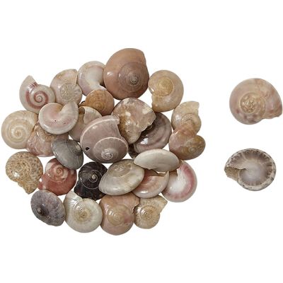 Fresh Water Umbonium Shells Bag 0.375-0.437" 1 Kilo